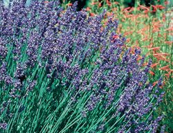 Hidcote Lavender, Superior Lavender
High Country Gardens
Shelburne, VT