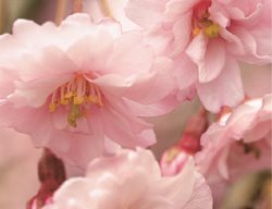 Higan Cherry, Cherry Blossoms
Garden Design
Calimesa, CA