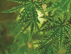 'higasayama’
Garden Design
Calimesa, CA