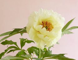 High Noon, Paeonia Suffruticosa, Shrub
Garden Design
Calimesa, CA