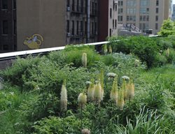 Highline Garden
Garden Design
Calimesa, CA