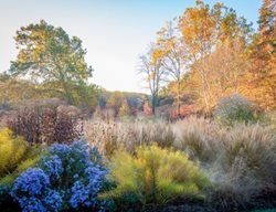 Hillside Meadow Garden
Garden Design
Calimesa, CA
