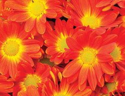 Hilo Tangerine Mum, Orange And Yellow Flower, Bicolor Flower
Proven Winners
Sycamore, IL