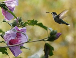 Himming Bird On Hibiscus
Proven Winners
Sycamore, IL