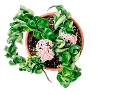 Hindu Rope Plant, Hoya Carnosa 'compacta'
Shutterstock.com
New York, NY