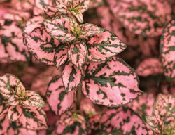 Hippo Pink, Polka Dot Plant, Hypoestes Phyllostachya
Proven Winners
Sycamore, IL