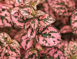 Hippo Pink Polka Dot Plant, Pink And Green Leaves, Pink Polka Dot Plant
Proven Winners
Sycamore, IL
