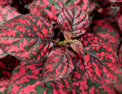 Hippo Red Polka Dot Plant, Red And Green Leaves
Proven Winners
Sycamore, IL