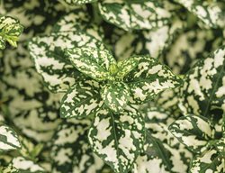 Hippo White Polka Dot Plant, White And Green Leaves
Proven Winners
Sycamore, IL
