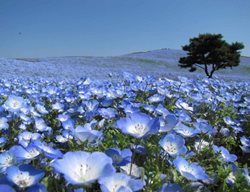 Hitachi
Garden Design
Calimesa, CA