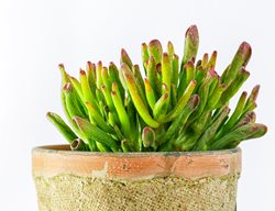 Hobbit Jade Plant, Finger Jade
Shutterstock.com
New York, NY