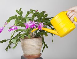 Holiday Cactus, Thanksgiving Cactus, Watering Can
Shutterstock.com
New York, NY