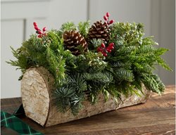 Holiday Centerpiece
Garden Design
Calimesa, CA