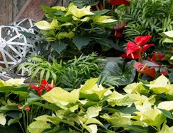 Holiday Container
Le-jardinet
Seattle, WA