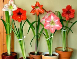 Holiday Plant Care
Garden Design
Calimesa, CA