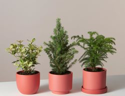 Holiday Trio, Houseplants
The Sill
New York, NY