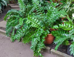 Holly Fern, Cyrtomium Falcatum
Shutterstock.com
New York, NY
