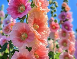 Hollyhock Flowers
Shutterstock.com
New York, NY