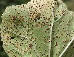 Hollyhock Rust
Shutterstock.com
New York, NY