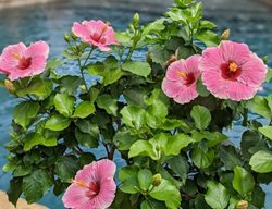 Hollywood Hibiscus America's Sweetheart, Tropical Hibiscus
Proven Winners
Sycamore, IL