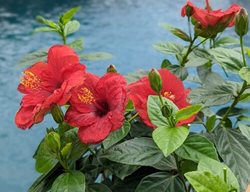Hollywood Hibiscus Hot Shot, Red Hibiscus, Tropical Hibiscus
Proven Winners
Sycamore, IL