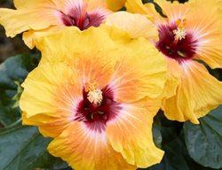 Hollywood Hibiscus Social Butterfly, Tropical Hibiscus
Proven Winners
Sycamore, IL