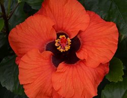 Hollywood Hibiscus Sunset Boulevard, Tropical Hibiscus
Proven Winners
Sycamore, IL