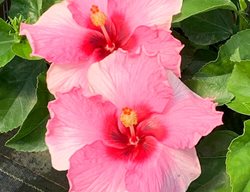 Hollywood Hibiscus Talk Of The Town, Tropical Hibiscus
Proven Winners
Sycamore, IL