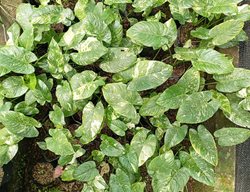 Homalomena Stardust, Homalomena Rubescens 
Shutterstock.com
New York, NY