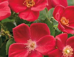 Home Run, Red, Rose Shrub
Proven Winners
Sycamore, IL