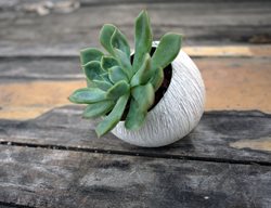 Home, Sprout
Garden Design
Calimesa, CA