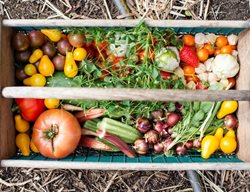 Homegrown Veggies
Garden Design
Calimesa, CA