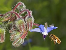 Honey Bee
Debra Lee Baldwin
San Diego, CA