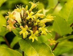 Honeybee Diervilla, Diervilla Rivularis
Shutterstock.com
New York, NY