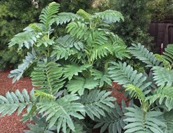 Honeybush, Melianthus Major
Garden Design
Calimesa, CA