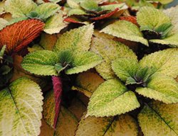 Honeycrisp Coleus, Coleus Plant
Garden Design
Calimesa, CA