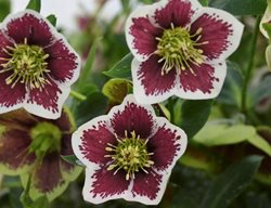 Honeymoon Romantic Getaway Hellebore, Maroon And White Flower, Helleborus Hybrid
Proven Winners
Sycamore, IL