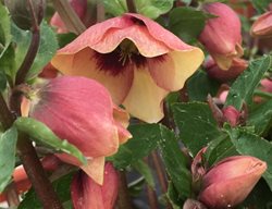 Honeymoon Sandy Shores Hellebore, Helleborus Hybrid, Apricot Flowers
Proven Winners
Sycamore, IL