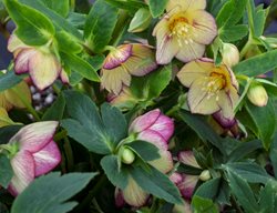 Honeymoon Tropical Sunset Hellebore, Hybrid Hellebore
Proven Winners
Sycamore, IL