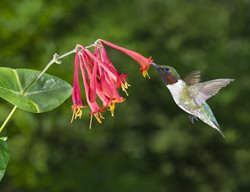 Honeysuckle Vine, Native Plant, Hummingbird
Shutterstock.com
New York, NY