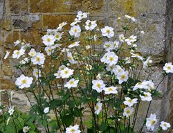 Honorine Jobert Anemone, Anemone Hybrid, White Flowers
Shutterstock.com
New York, NY