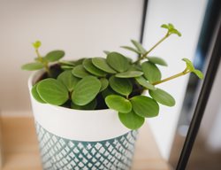 Hope Peperomia, Peperomia Tetraphylla
Shutterstock.com
New York, NY