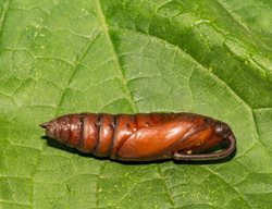 Hornworm Pupae, Tomato Hornworm Pupae
Shutterstock.com
New York, NY