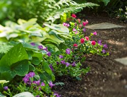 Hosta And Torenia, Shade Garden Planting
Proven Winners
Sycamore, IL