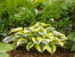 Hosta Autumn Frost, Shade Plant, Variegated Foliage
Proven Winners
Sycamore, IL