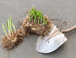 Hosta Division
Shutterstock.com
New York, NY