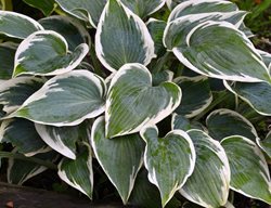 Hosta, First Frost, Foliage
Shutterstock.com
New York, NY