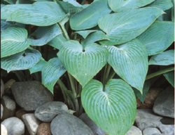 Hosta
Garden Design
Calimesa, CA