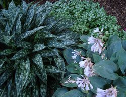 Hosta In Garden Bed
Garden Design
Calimesa, CA