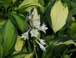 Hosta-Pauls-Glory
Garden Design
Calimesa, CA